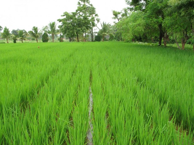 Odisha to get its second Agriculture University in KBK district ...