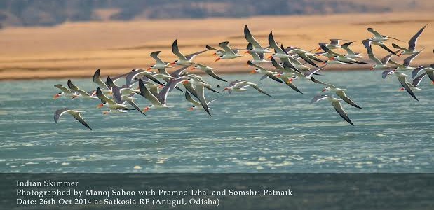 Endangered Indian Skimmers Spotted in bulk at Satkosia