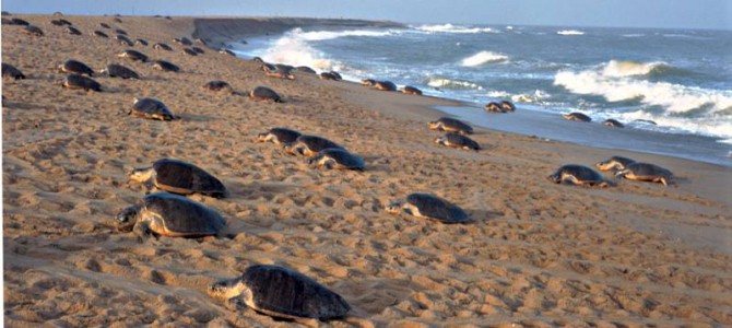 Olive Ridleys turtles begin to arrive in Odisha for breeding