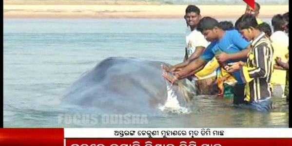 One more Dead Whale found in Odisha Coast within a few days