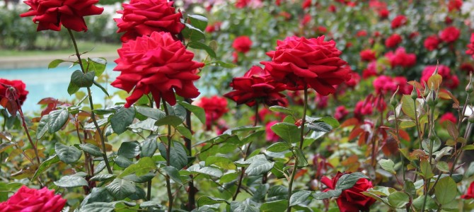 Ekamra Kanan in Bhubaneswar to house largest rose garden of eastern India