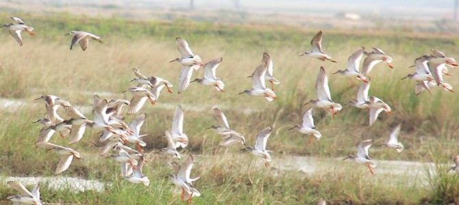 Chilika Lake first Indian wetland to be declared a Ramsar Site – a video