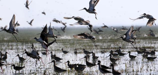 Best time to Visit Chilika lake in Odisha as 700000 migratory birds arrive