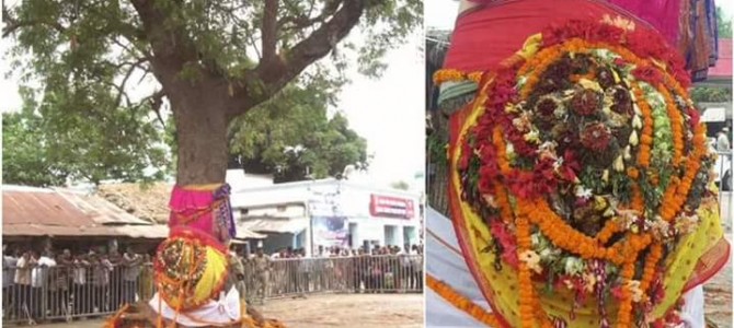 Nabakalebar 2015:  Sacred wood for Lord Balabhadra’s idol found near Sarala Temple