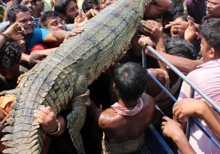 Giant gharial rescued in a canal near Bhubaneswar